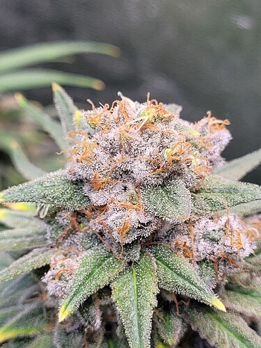 Growreport Bild 7