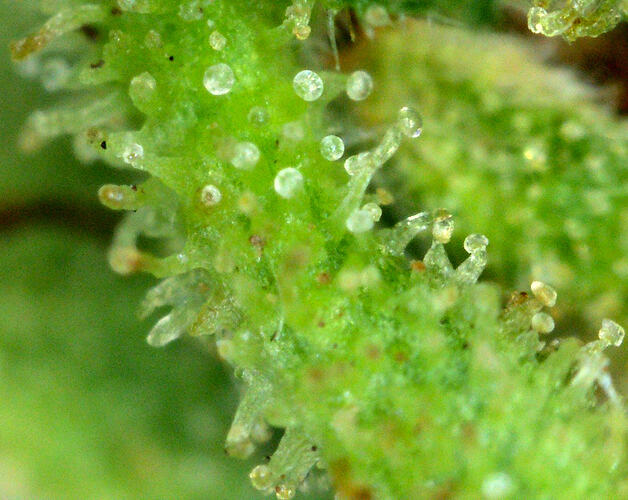 trichomesiberian3