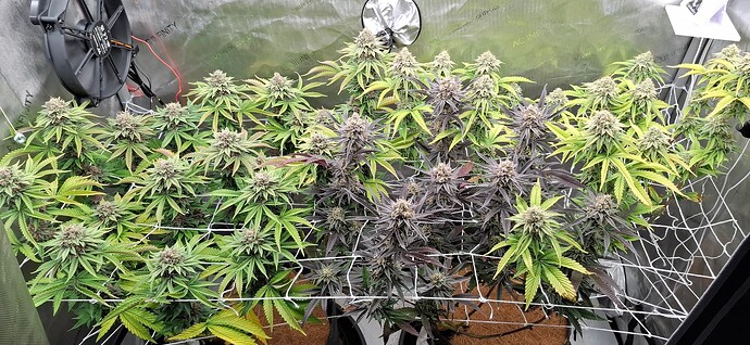 Growreport Bild 1