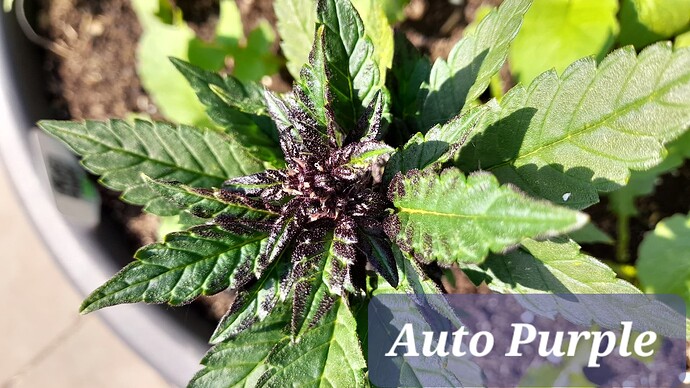 Growreport Bild 5