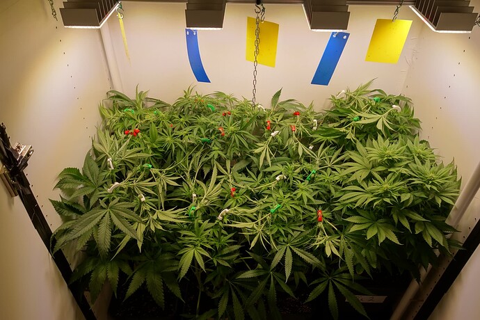 Growreport Bild 5
