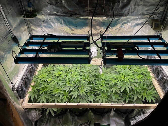 Eine Growbox mit mehreren Cannabis-Pflanzen im Wuchsstadium unter LED-Lampen. Lüfter sind an den Seitenwänden montiert.