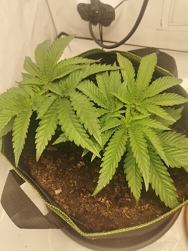 Growreport Bild 19