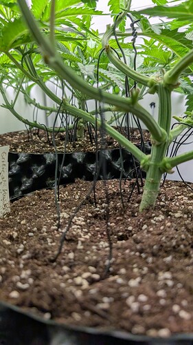 Growreport Bild 4