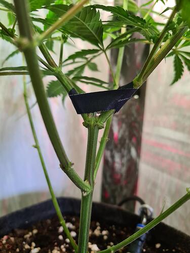 signal-2024-08-17-133102_003