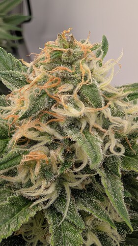 Growreport Bild 26