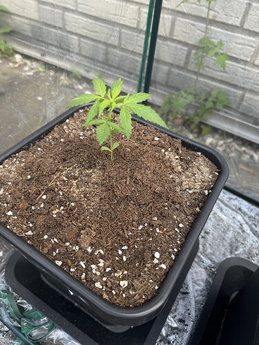 Growreport Bild 5