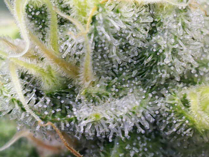 Growreport Bild 18