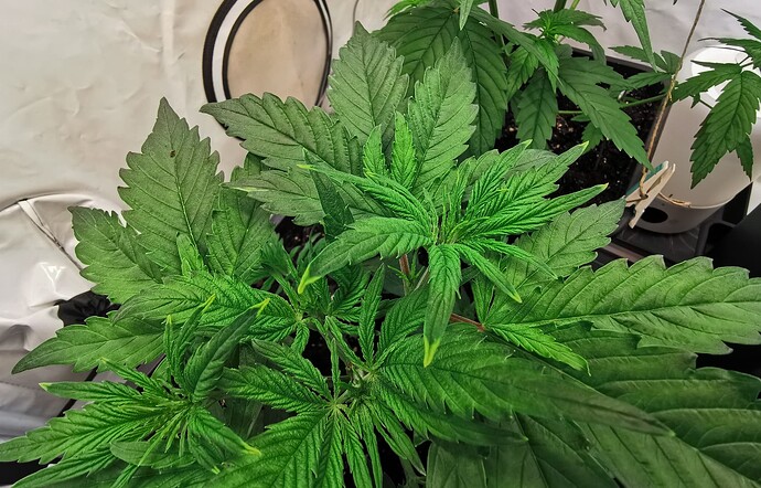 Growreport Bild 12