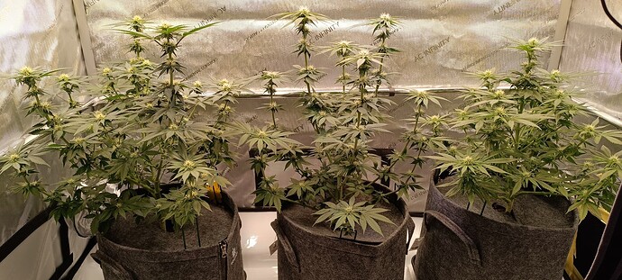Growreport Bild 2