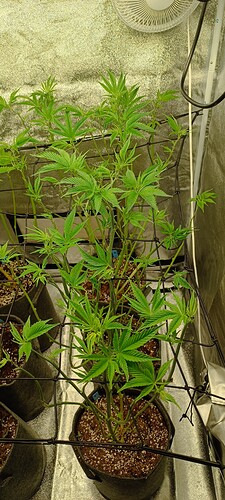 Growreport Bild 1