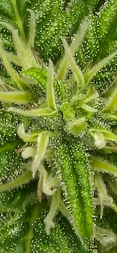 Growreport Bild 3