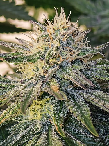 Growreport Bild 4