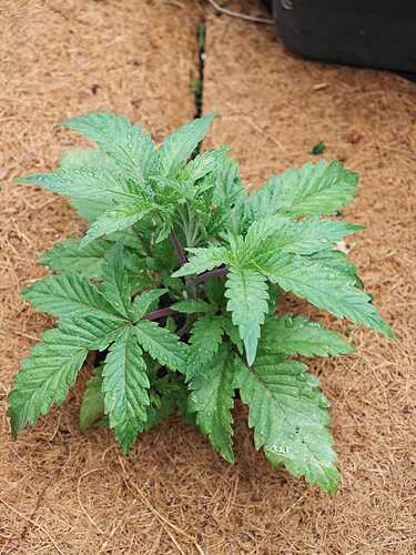 Growreport Bild 37