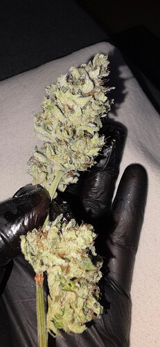 Growreport Bild 38