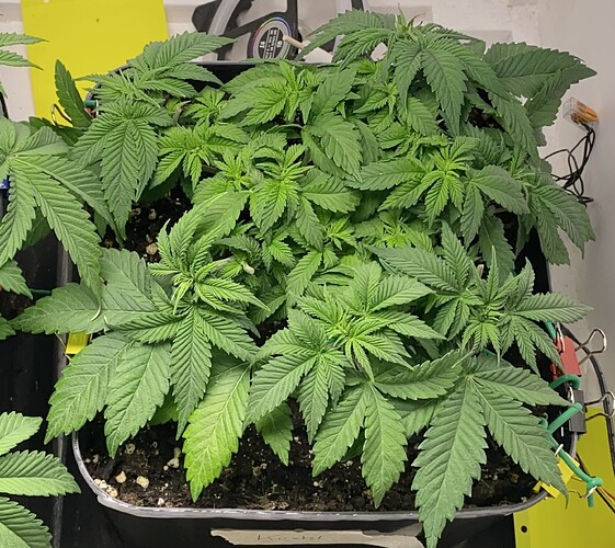 Growreport Bild 31
