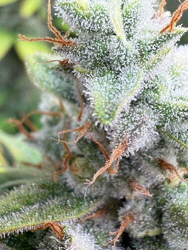 Growreport Bild 18