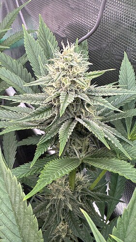Growreport Bild 27