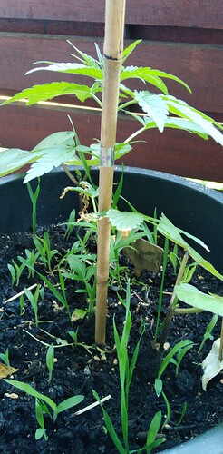 Growreport Bild 6