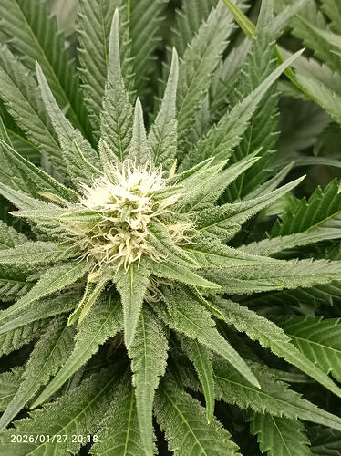 Growreport Bild 7