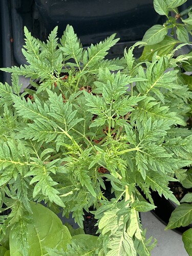 Growreport Bild 11