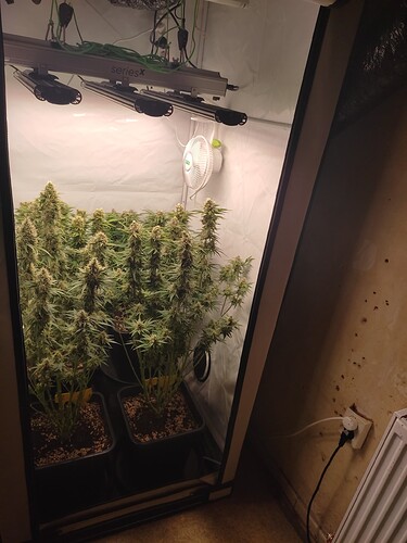 Growreport Bild 4