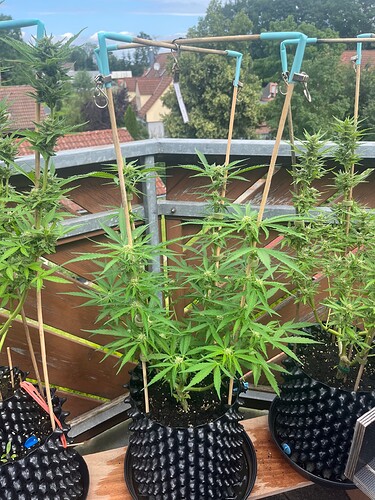 Growreport Bild 9