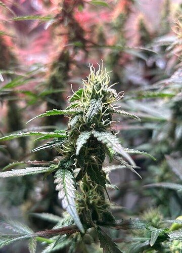 Growreport Bild 5