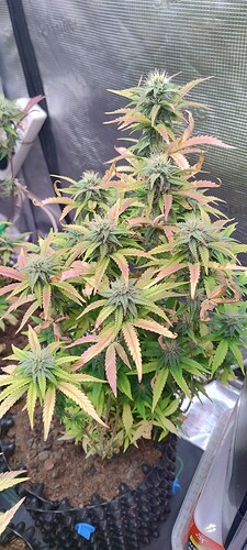 IMG_20251209_201502164_HDR