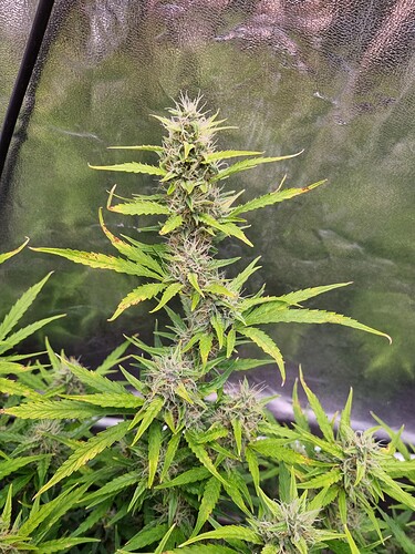 Growreport Bild 8