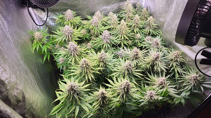 Growreport Bild 4