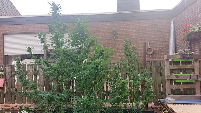 Growreport Bild 34