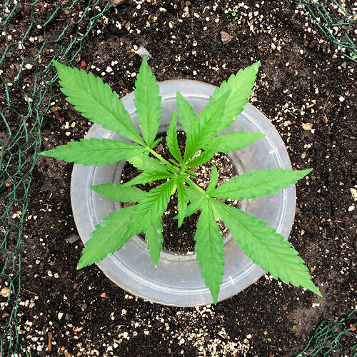 Grow26_0608_23
