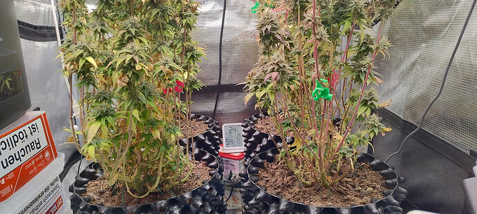 Growreport Bild 5