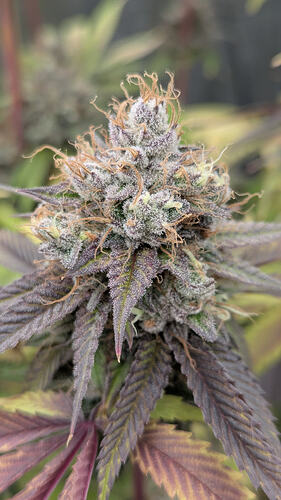 Growreport Bild 5
