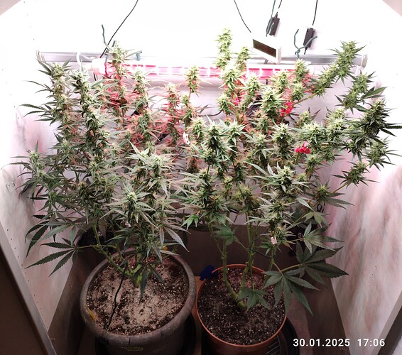 Growreport Bild 33