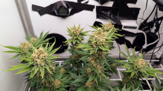 Growreport Bild 2