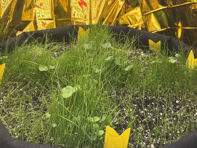 Growreport Bild 33