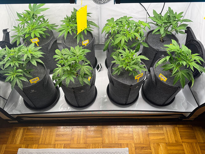 Growreport Bild 35