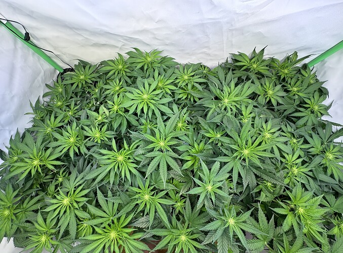 Growreport Bild 15