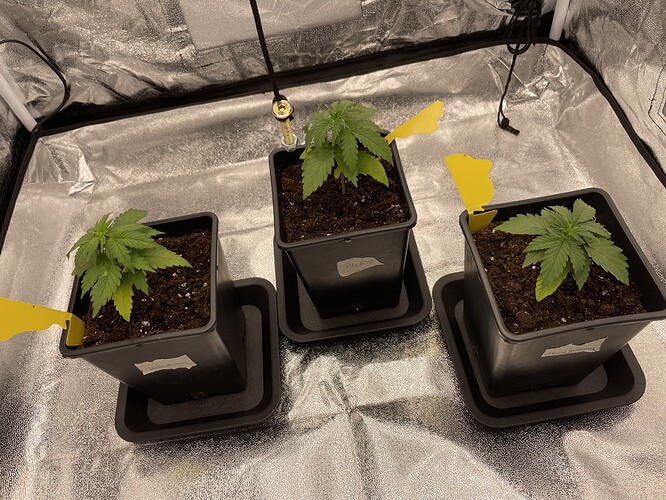 Growreport Bild 2