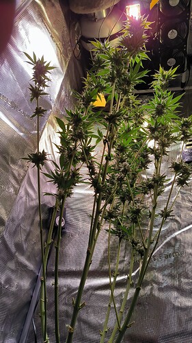 Growreport Bild 9