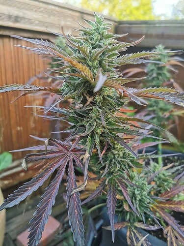 Growreport Bild 9