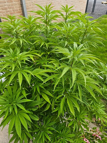 Growreport Bild 4