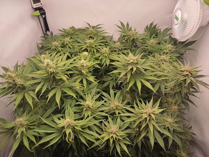 Growreport Bild 9