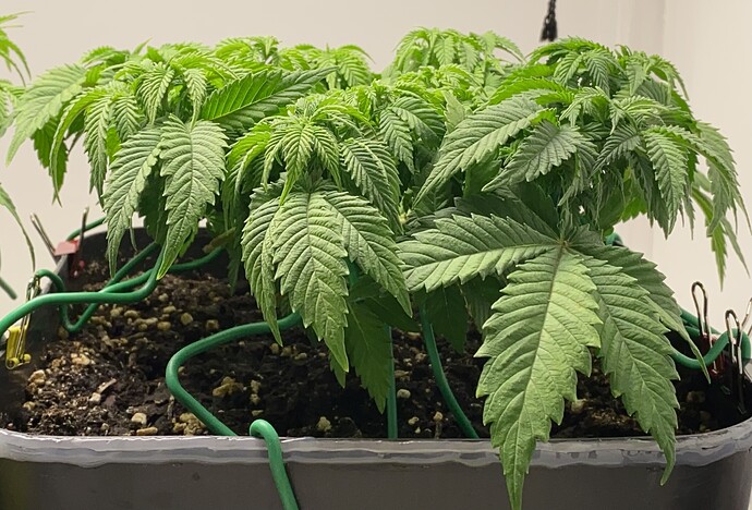Growreport Bild 10