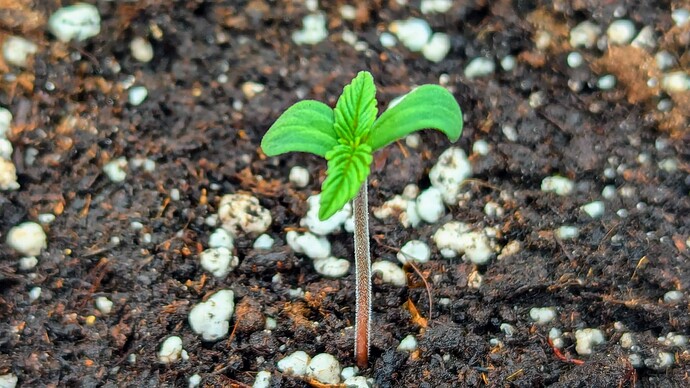 PXL_20240630_105344135