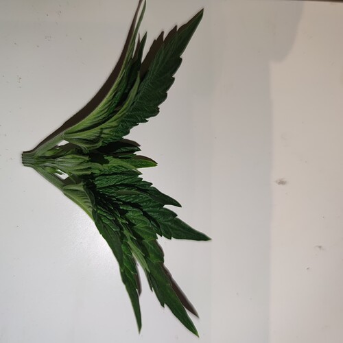 Growreport Bild 4