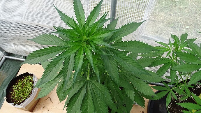 Growreport Bild 5