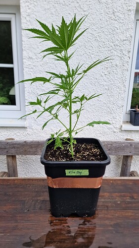Growreport Bild 4